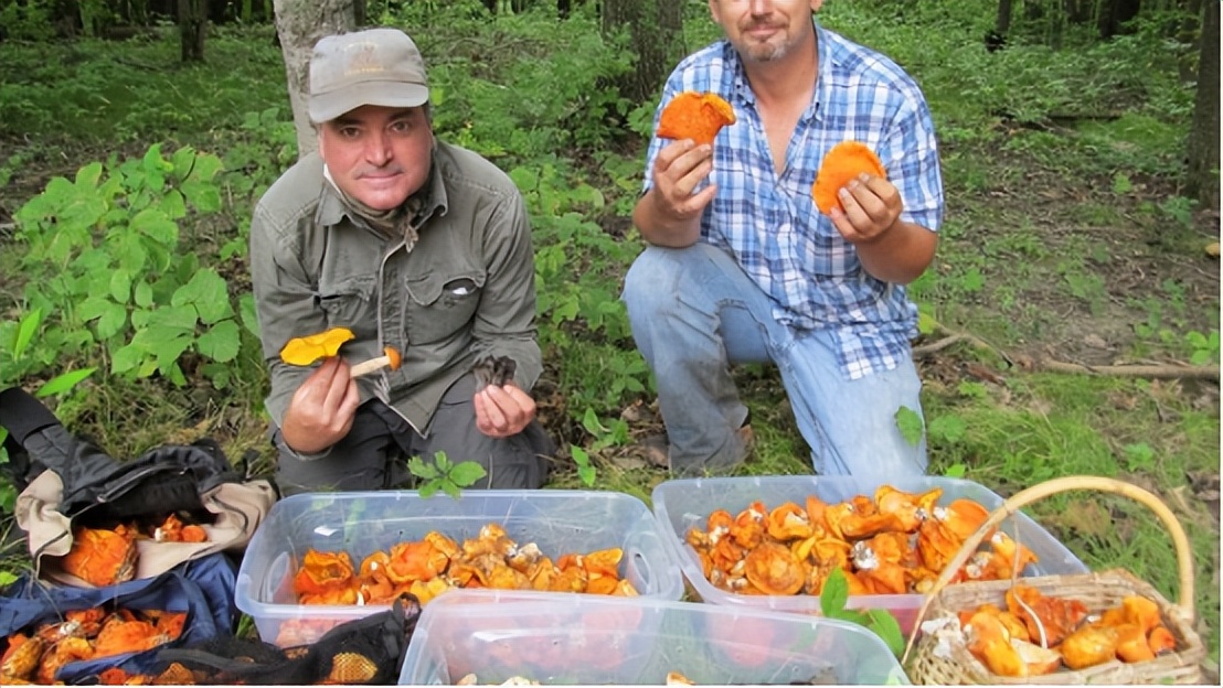 华人美国挖野菜，吃罚单？在纽约是这样挖蕨菜、韭菜、荠菜的