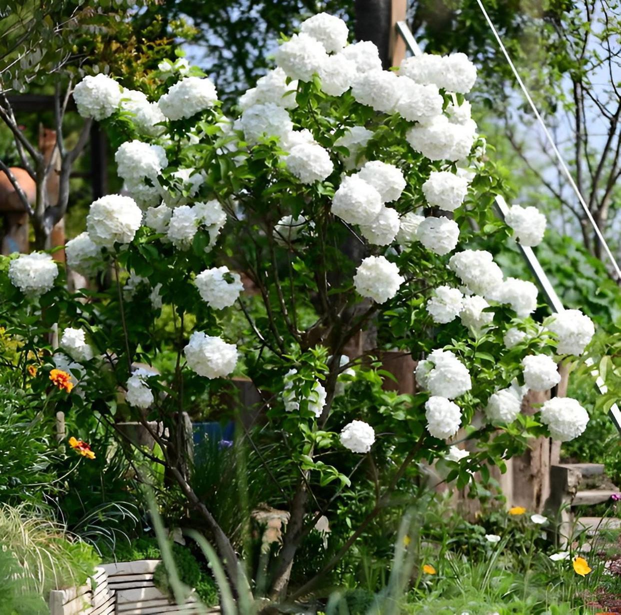 古人云：“栽3种观赏植物”，放在院子里迎吉祥，会带来好运！