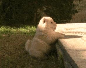 松狮犬为什么不适合家养呢,松狮犬为啥不建议养