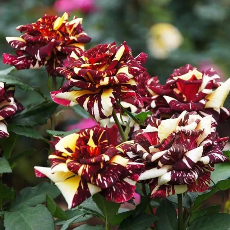 月季美图100张,月季花唯美高清图片大全