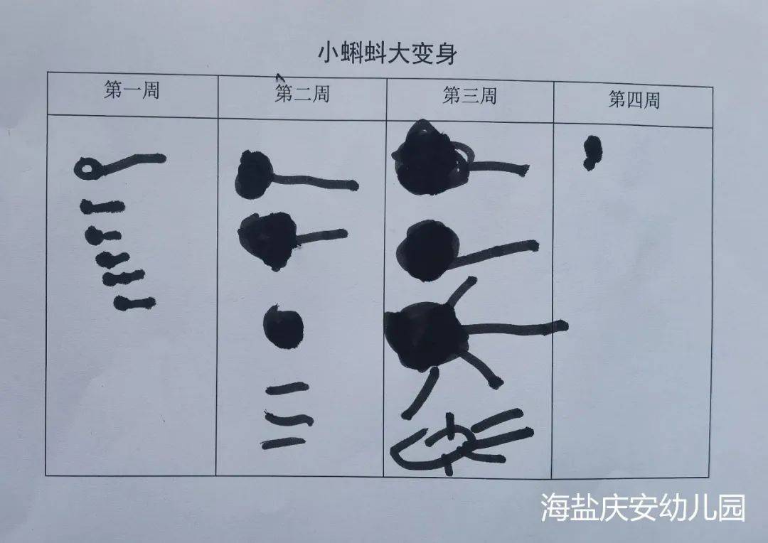 邂逅蝌蚪，感受生命的演变—诺亚舟海盐庆安幼儿园小一班