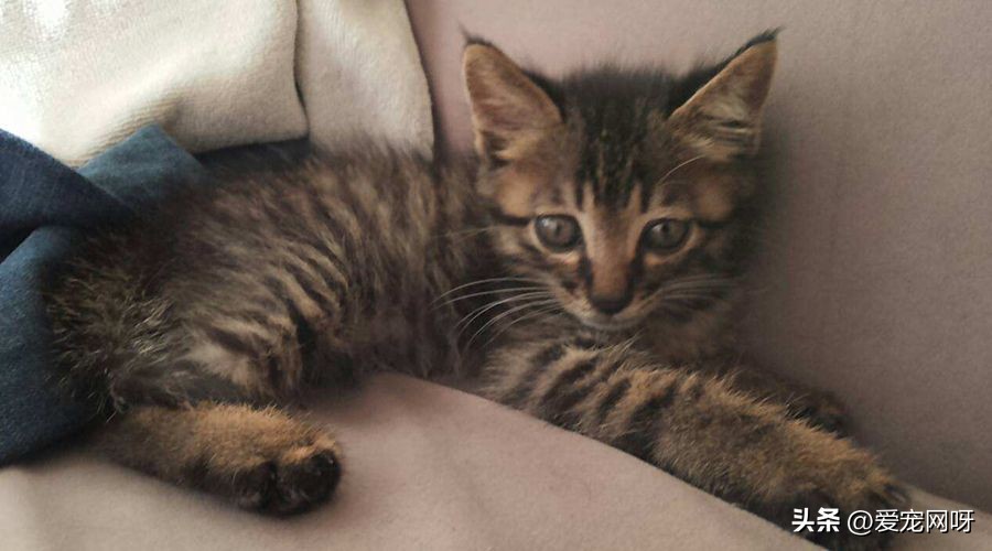 玳瑁猫咪是什么品种,猫咪品种大全及图片