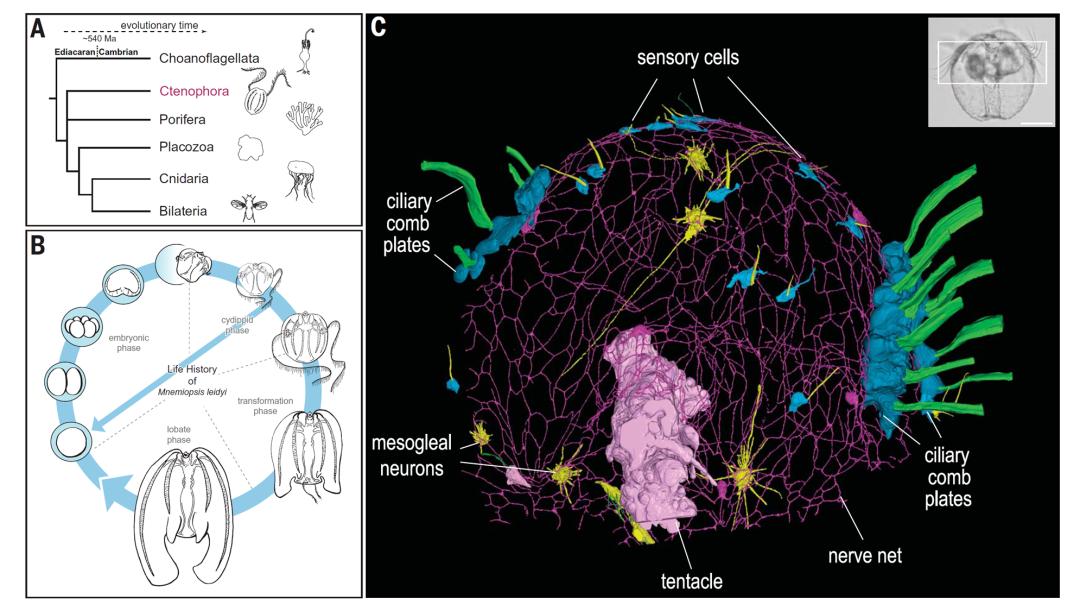 Science|“合胞体”远古神经网络为脑演化带来重要线索