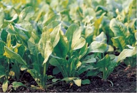 胃酸过多是什么原因造成的呢,胃酸过多是什么原因引起的腹泻