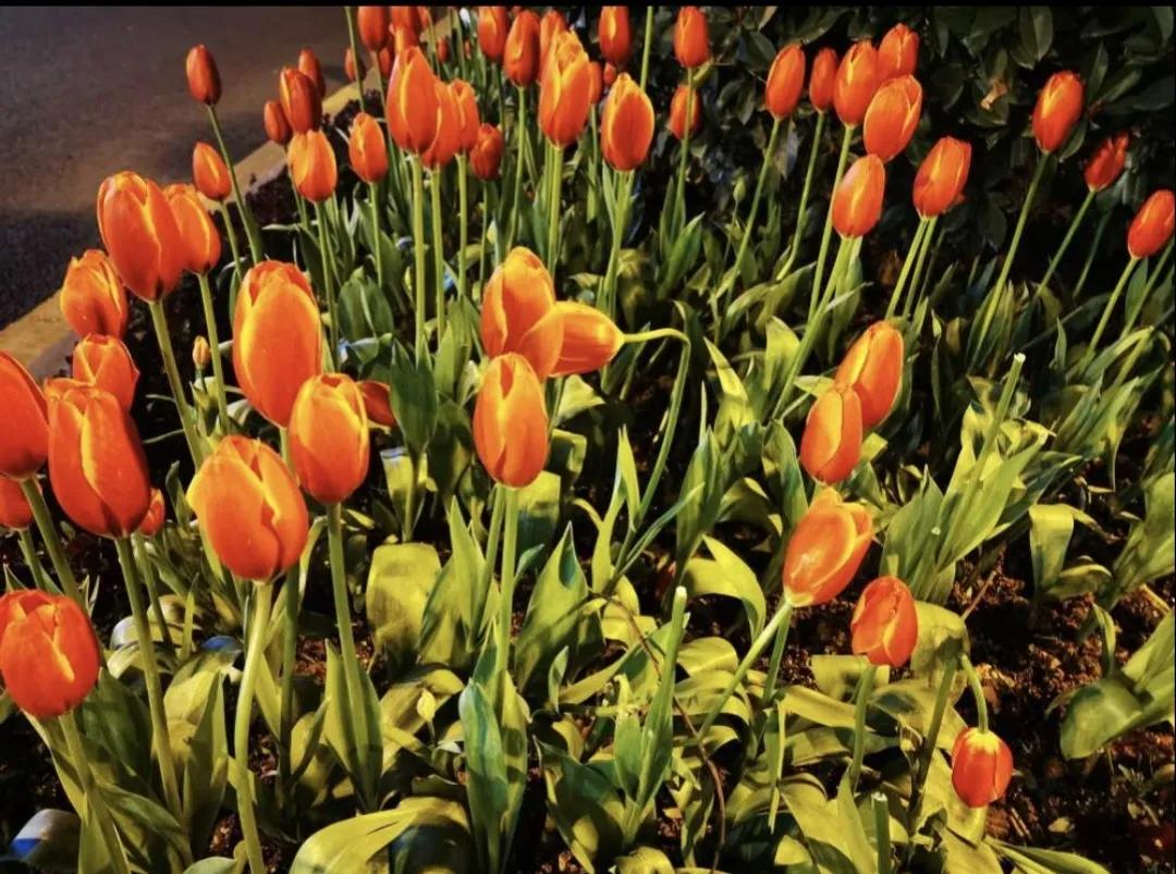 荷兰德国国花分别是什么,荷兰国家简介荷兰的国花