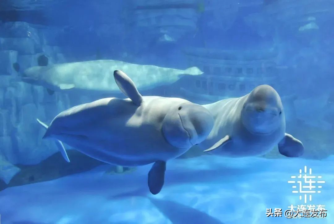 大连可以洗澡的海滩,大连既可以赶海又能洗海澡