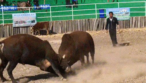 摩拉水牛卖价,摩拉水牛为什么这么便宜