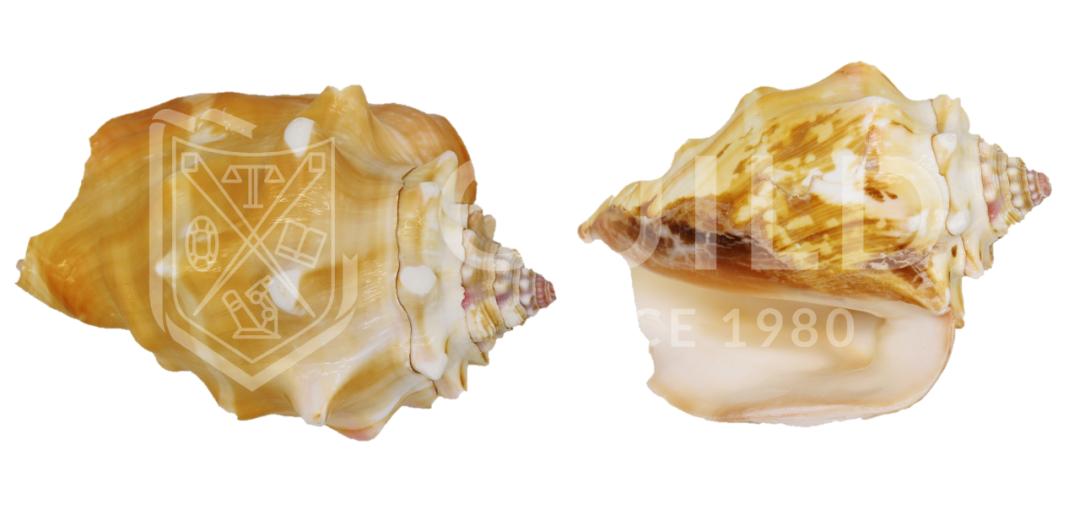 世界杯历史上最昂贵的比赛,最贫穷的世界杯