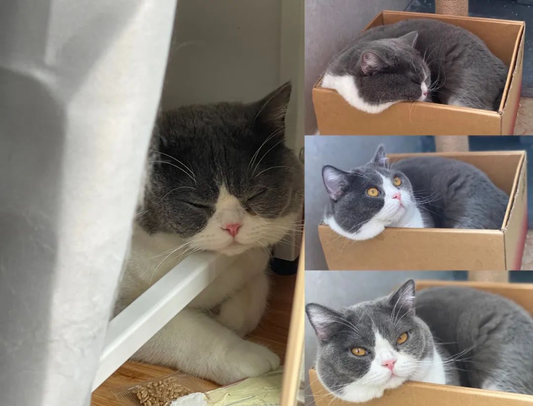 毛毛宠城堡新宠:登登|写给我的小猫咪