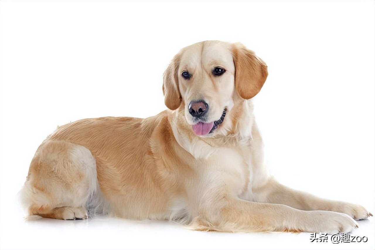 十大最听话的狗排名小型犬,十大最受欢迎的宠物狗种类排行榜