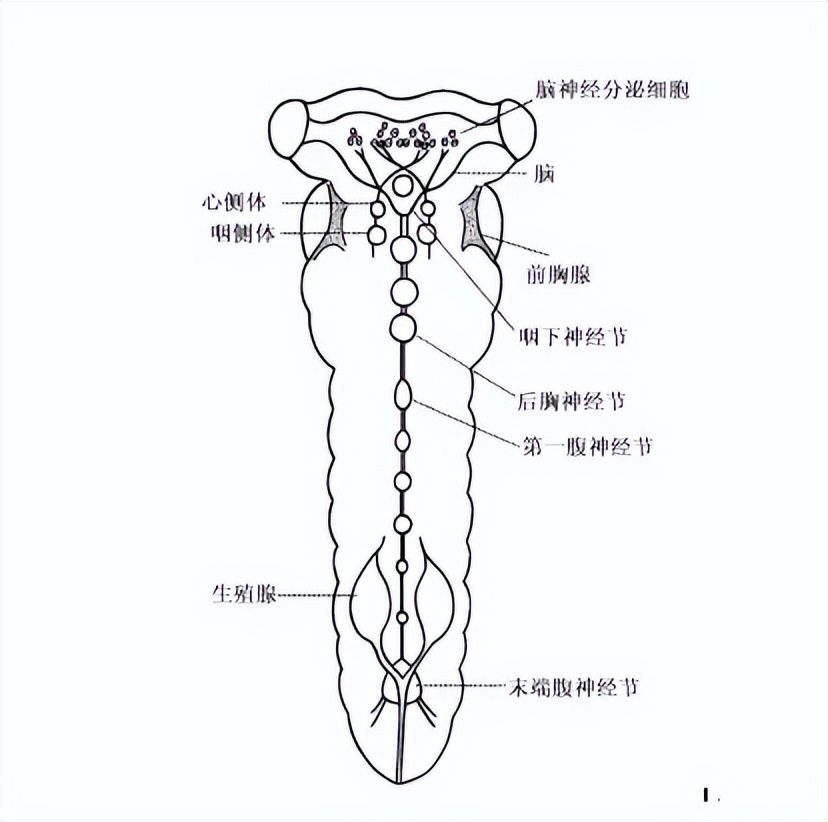 蚊子为什么会有敏锐的嗅觉呢,蚊子反应为什么变快了