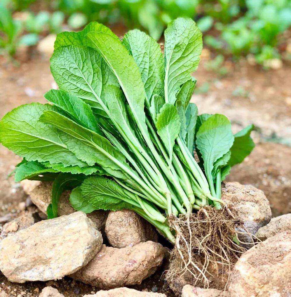 春分几月几日,春分节气适合穿啥衣服