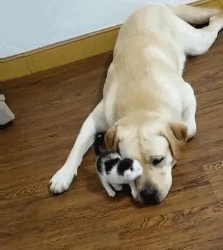 什么狗又便宜又好养适合新手,哪些品种狗比较便宜又好养