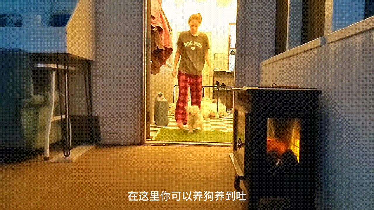 看一眼就爱上的宠物,看一眼就爱上的狗狗