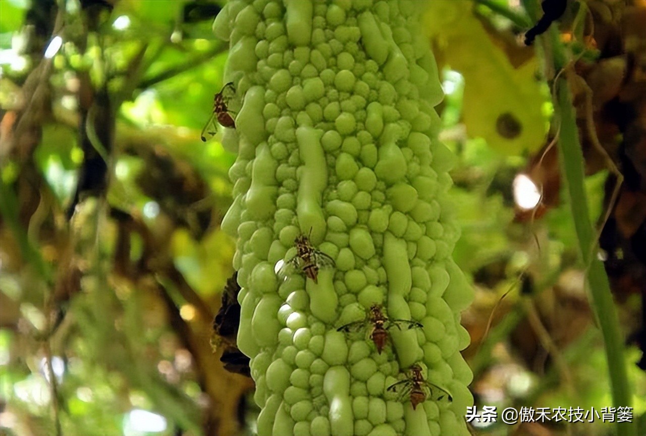 预防瓜果被虫咬的方法,瓜果有虫用什么药物