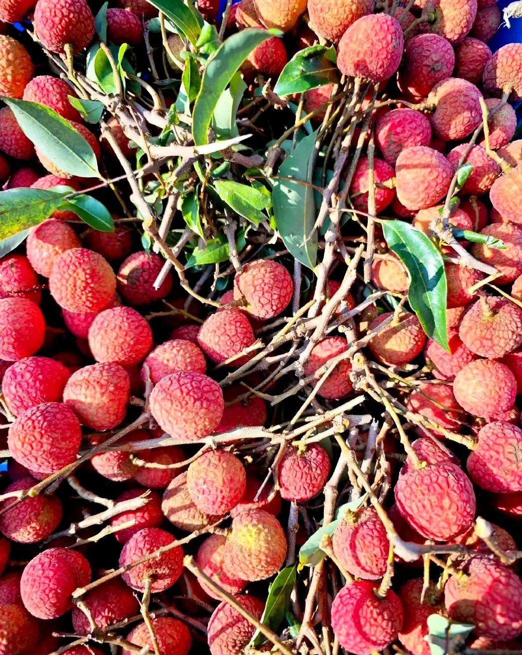 “水晶细嚼甜于蜜,满口生香玉露漙”,夏日里的荔枝又鲜又红又甜