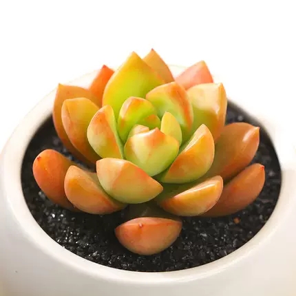 爱徒长的黄丽别嫌弃，3月控一控，养成漂亮“宝石花”