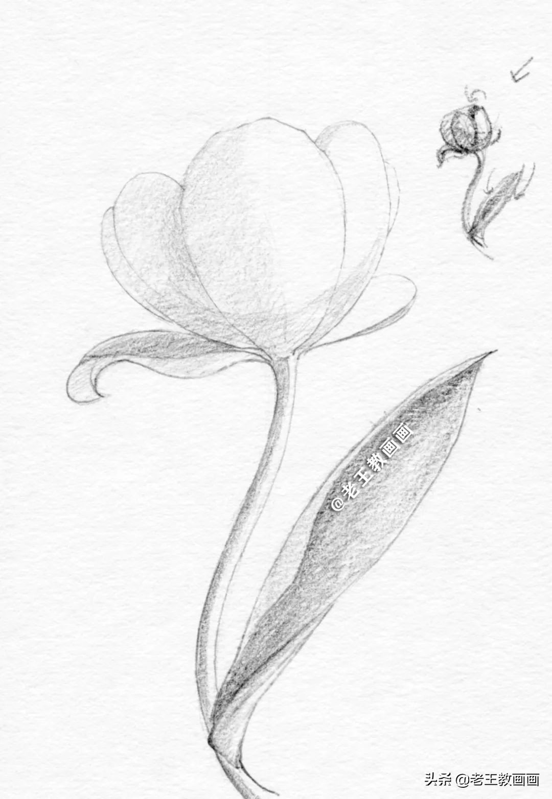 用铅笔画一幅花儿草儿真美丽的画,花儿风景画铅笔画