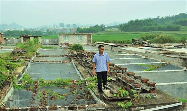 广西养蛇者被毒蛇咬死,广西养蛇第一人