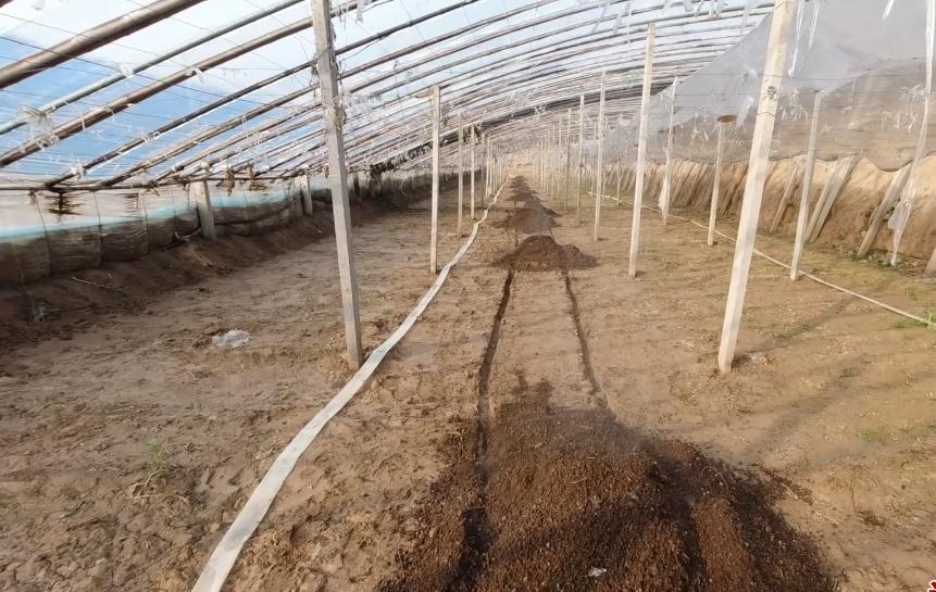 蔬菜苗黄叶如何施肥,蔬菜施肥过多烧苗怎么补救