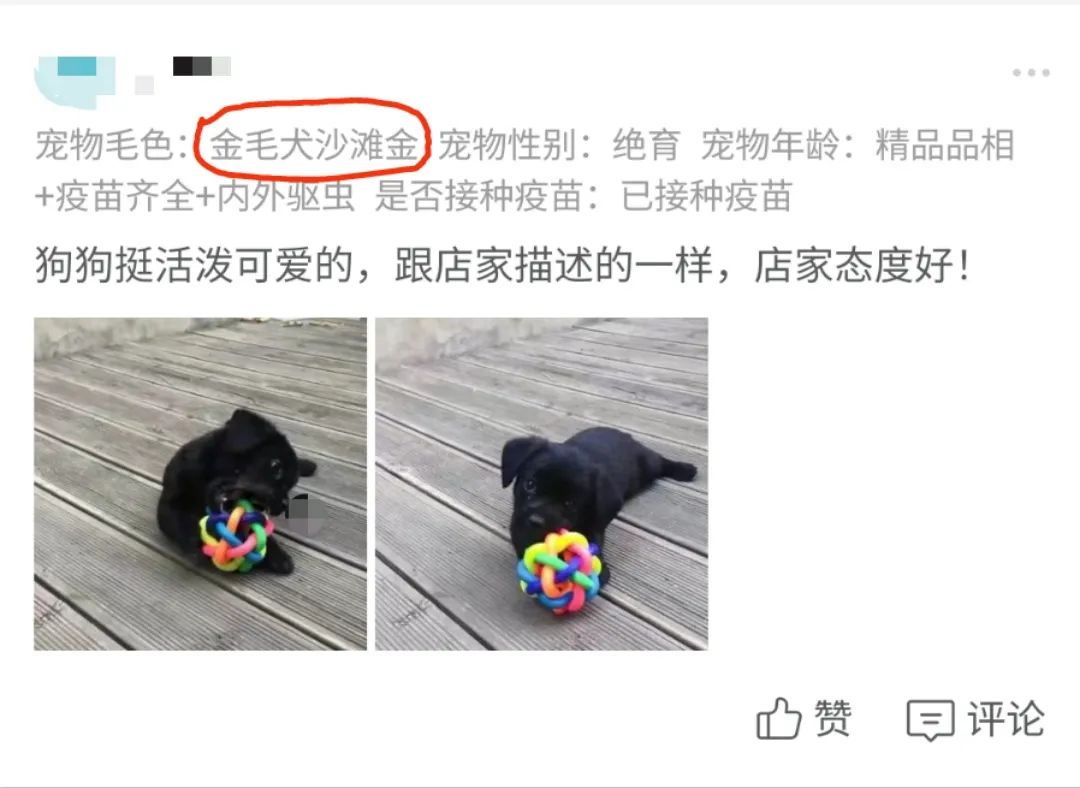 买的纯种金毛收到的却是本地土狗,妈妈拼夕夕买东西