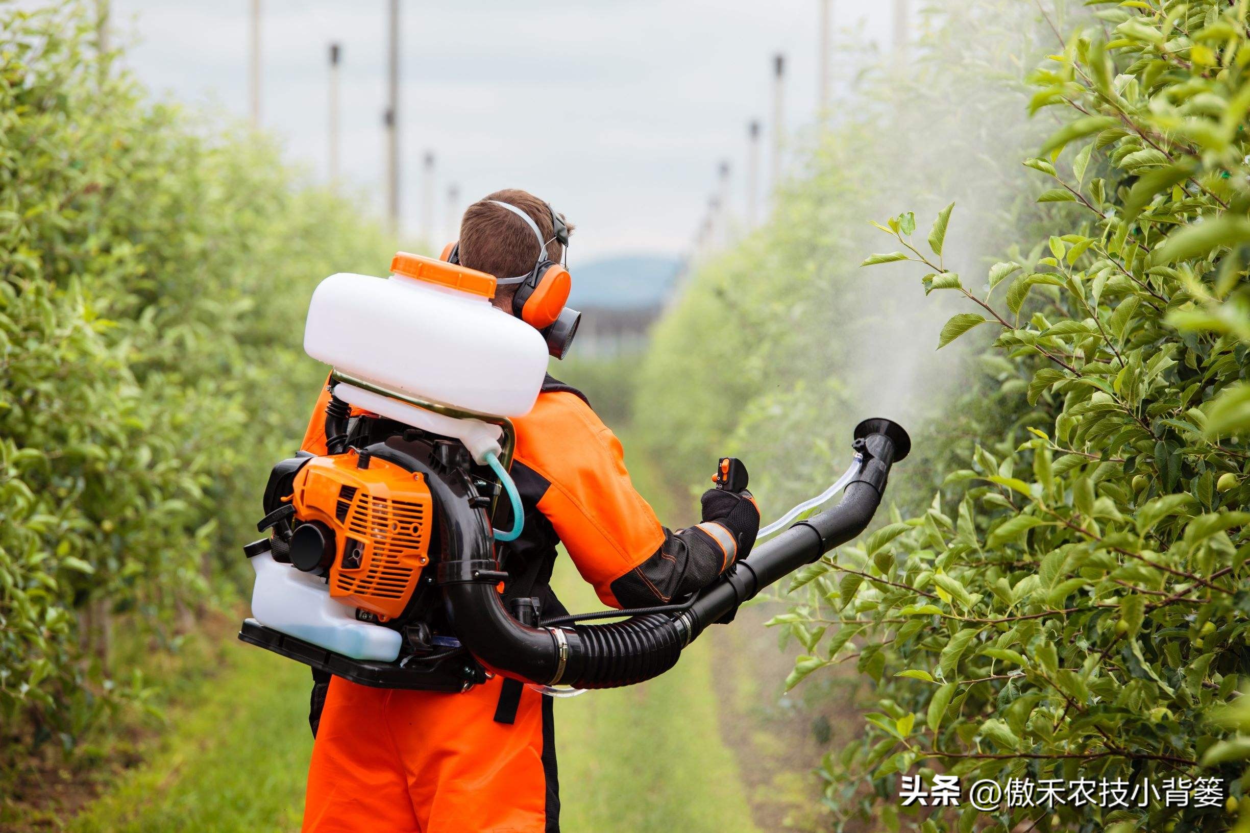 甲维盐杀虫效果变差了?学会用药技巧合理复配,杀虫效果能翻倍