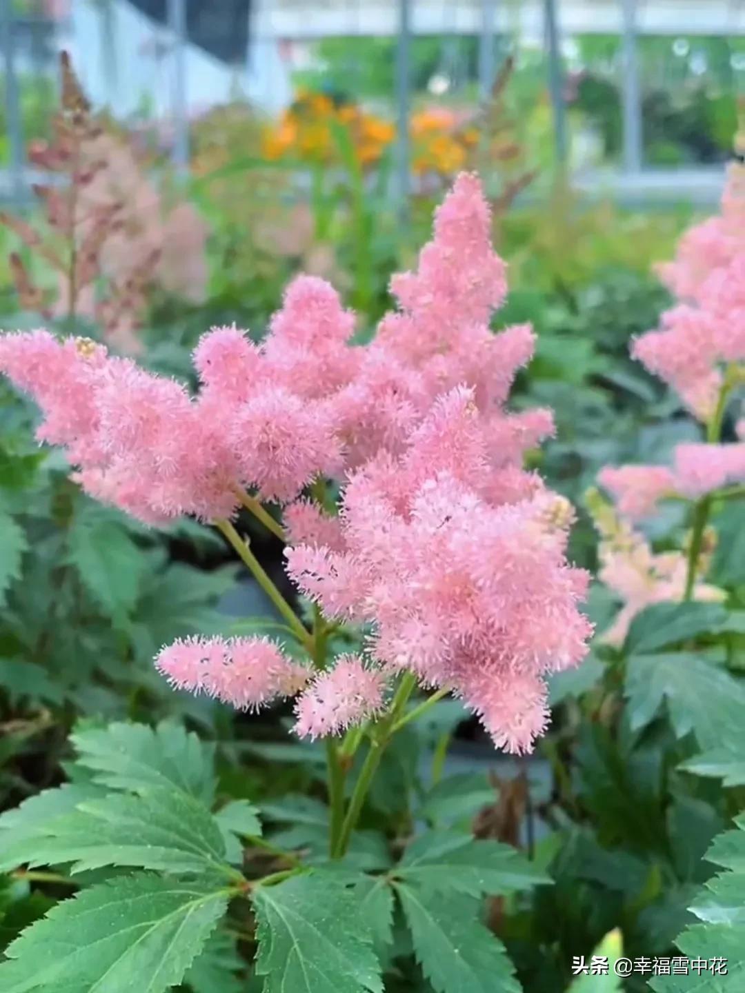 盆栽颜值高的植物,高颜值盆栽品种