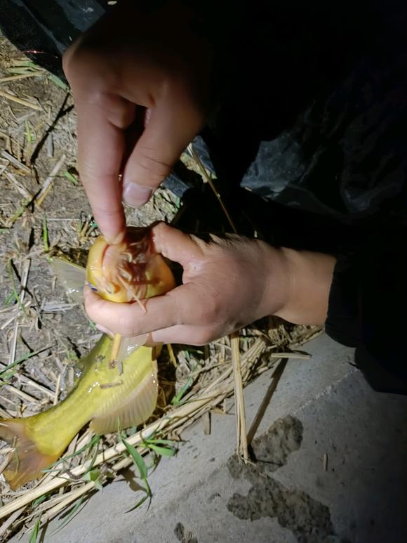 惊险！上海夜钓者水渠捞龙虾捞到两条短尾蝮，钓者：都放生了