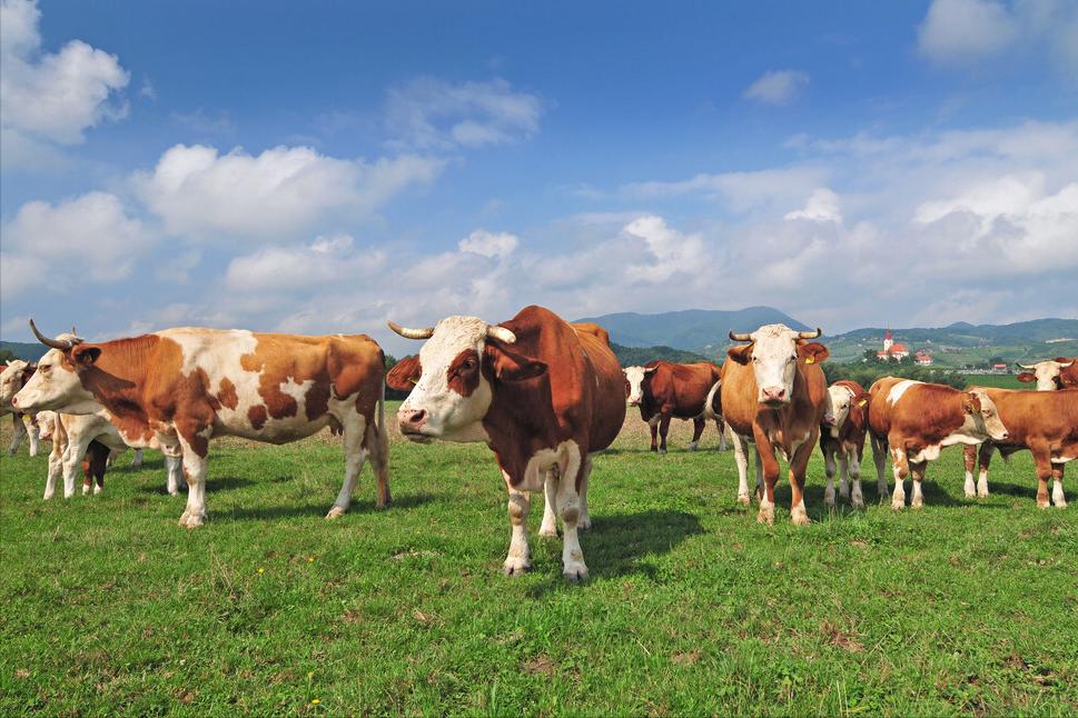 母牛子宫炎打什么药最好,母牛子宫炎用什么药最好