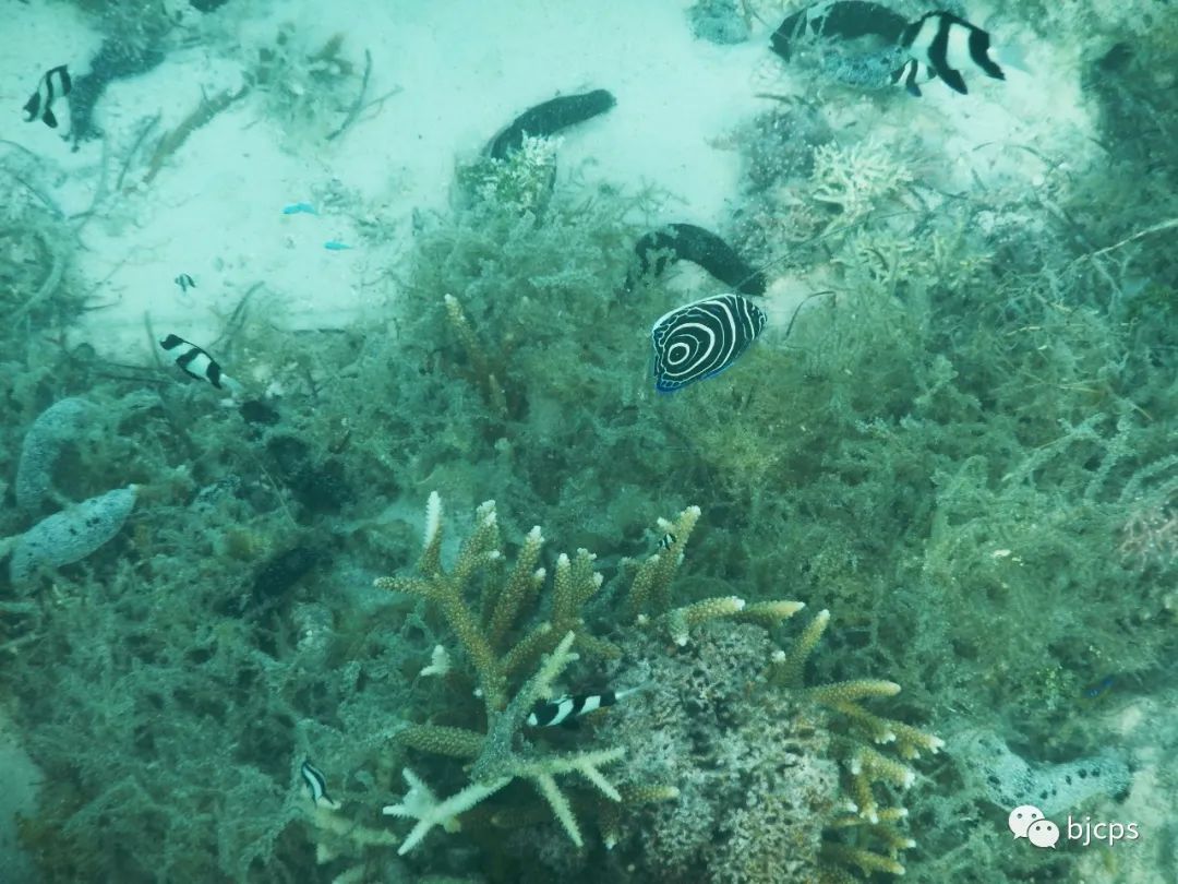 塞班岛免签政策45天还是14天,为什么塞班岛免签