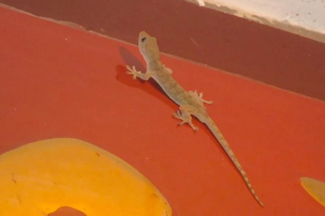 家里进壁虎了要不要把它打下来,家里进了壁虎怎么驱赶