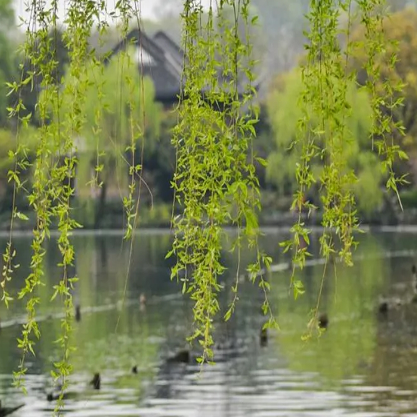 春天肝火过旺适合吃哪种食物,肝火旺血压高按哪个穴位