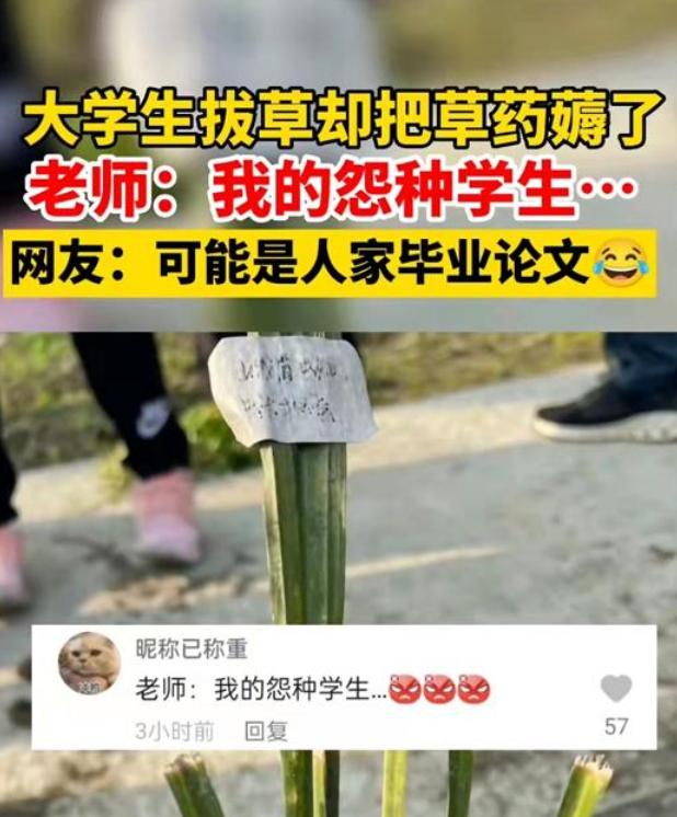 大学生不愿“薅草”，竟拿老师的草药撒气，无知而不自知真可怕