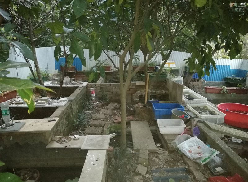 黄缘闭壳龟刚到家躲在土里不出来,黄缘闭壳龟母龟断尾还可以繁殖吗