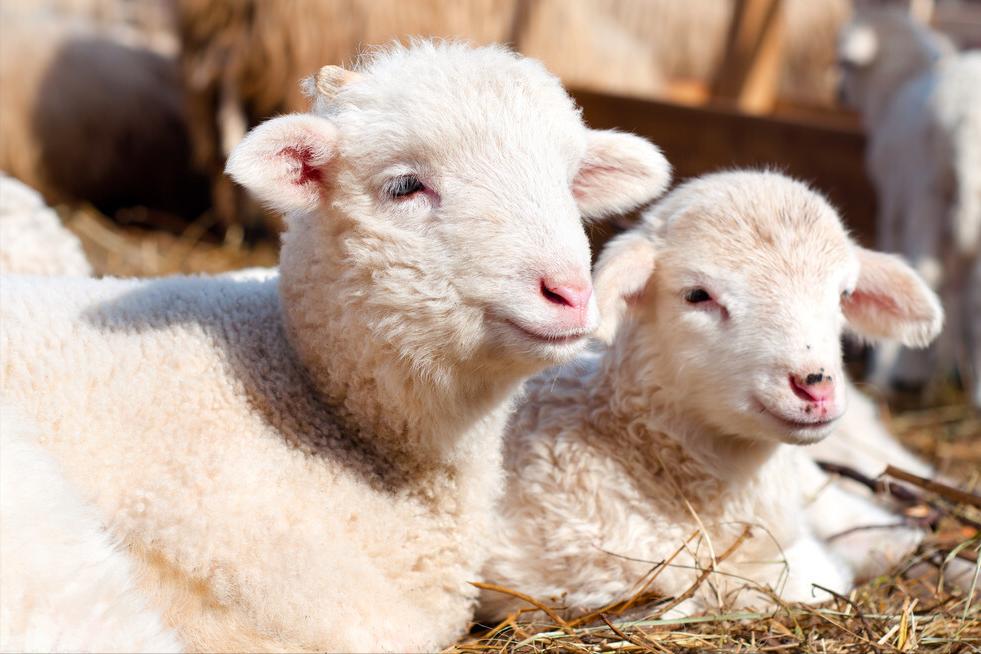 羊羔站不起来腿软是怎么回事,羊羔站不起来怎么办