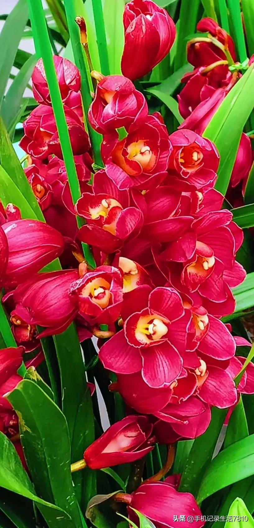 蕙兰花图片欣赏,叶子宽的黄花大蕙兰图片