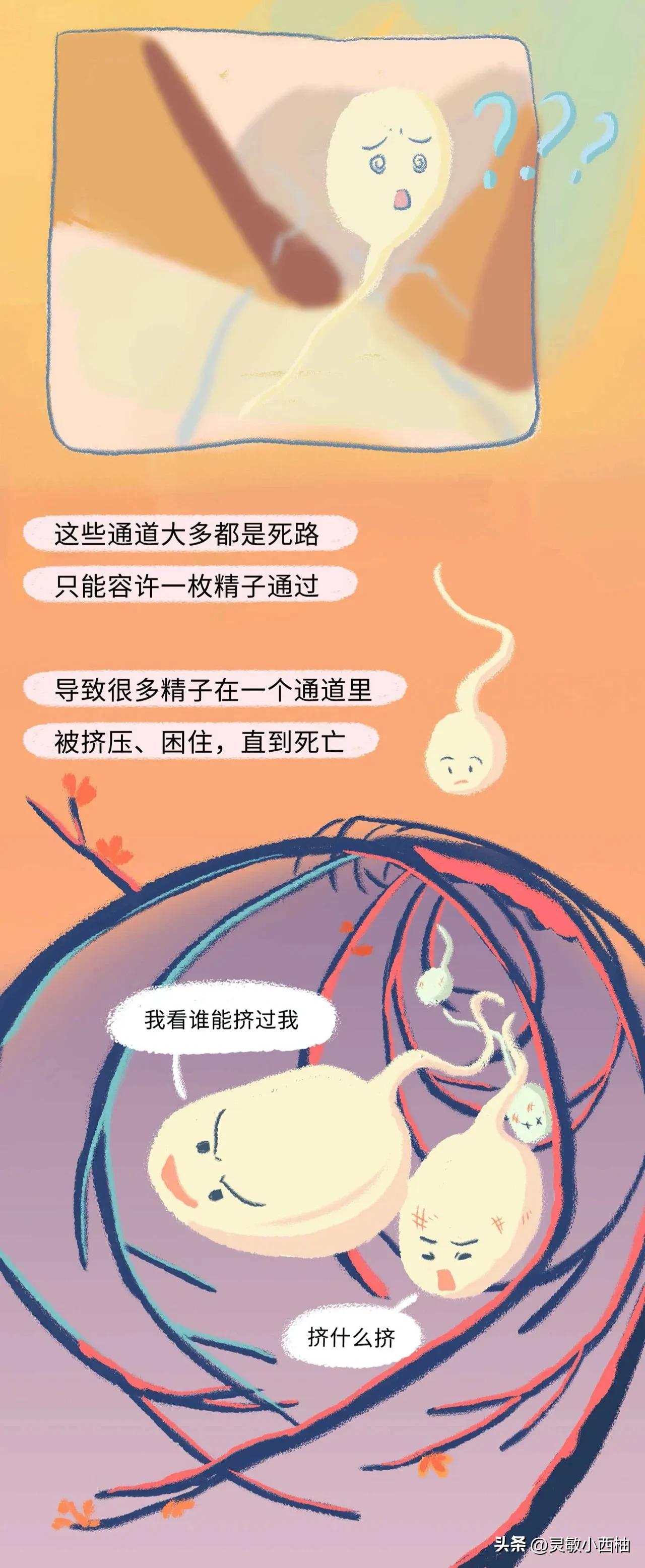 这就是精子进入女性体内的全过程，太神奇了！（漫画）