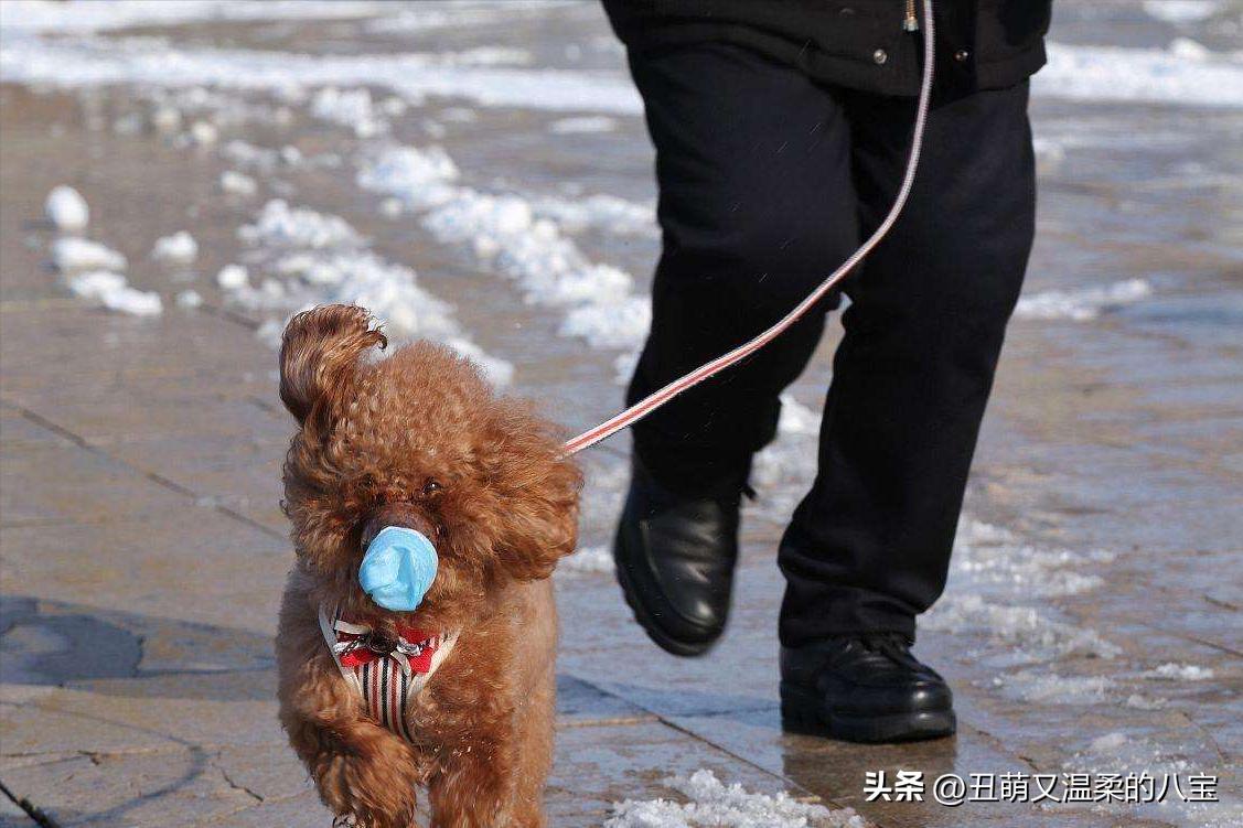 泰迪狗腿突然瘸了怎么办,泰迪狗后腿突然瘫痪怎么治疗