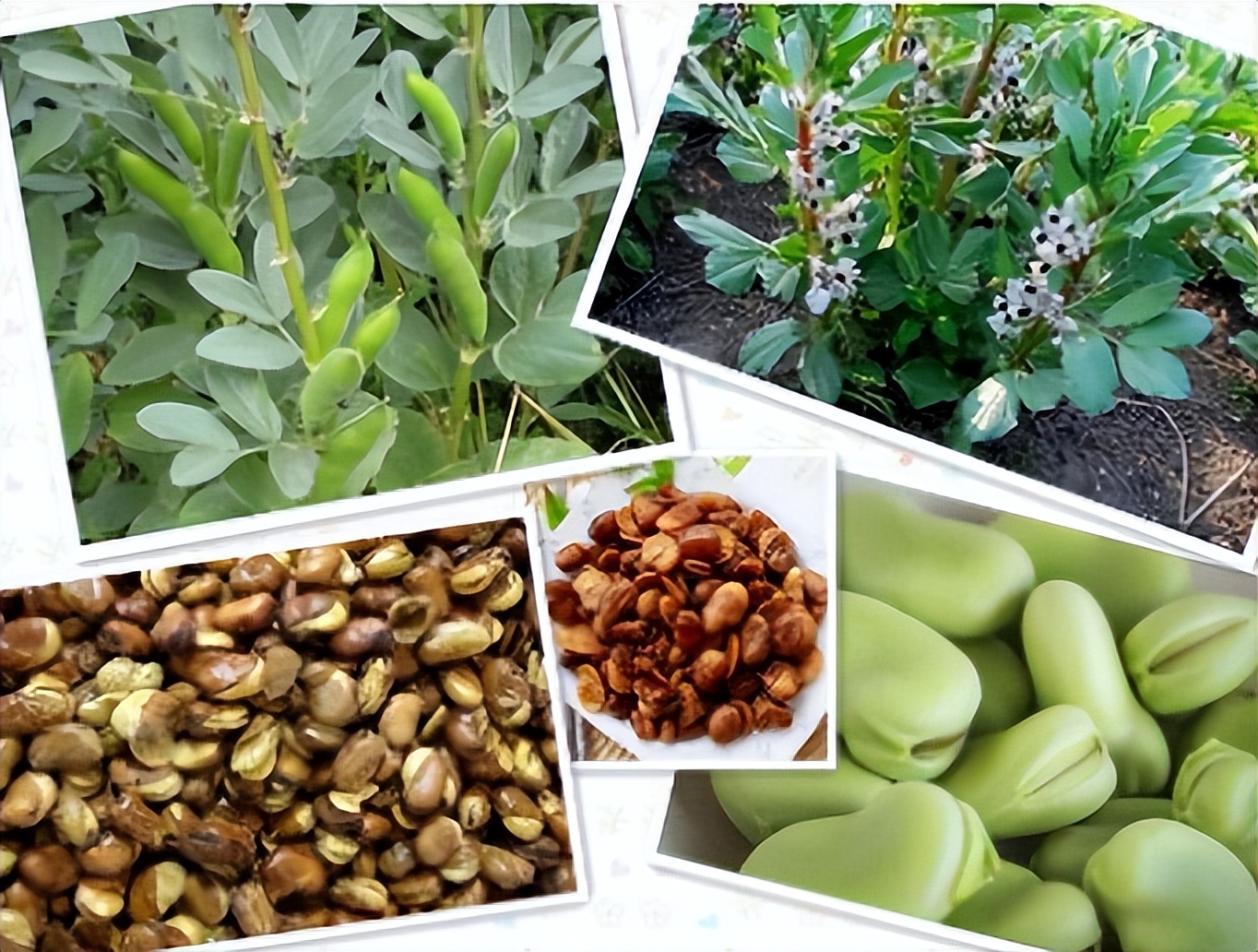 嘴馋这种豆要小心——蚕豆