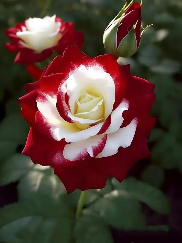 婀娜多姿的玫瑰花