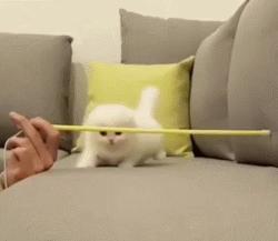 猫咪的寿命最多能活到多大呢,猫咪寿命排行榜之短命猫