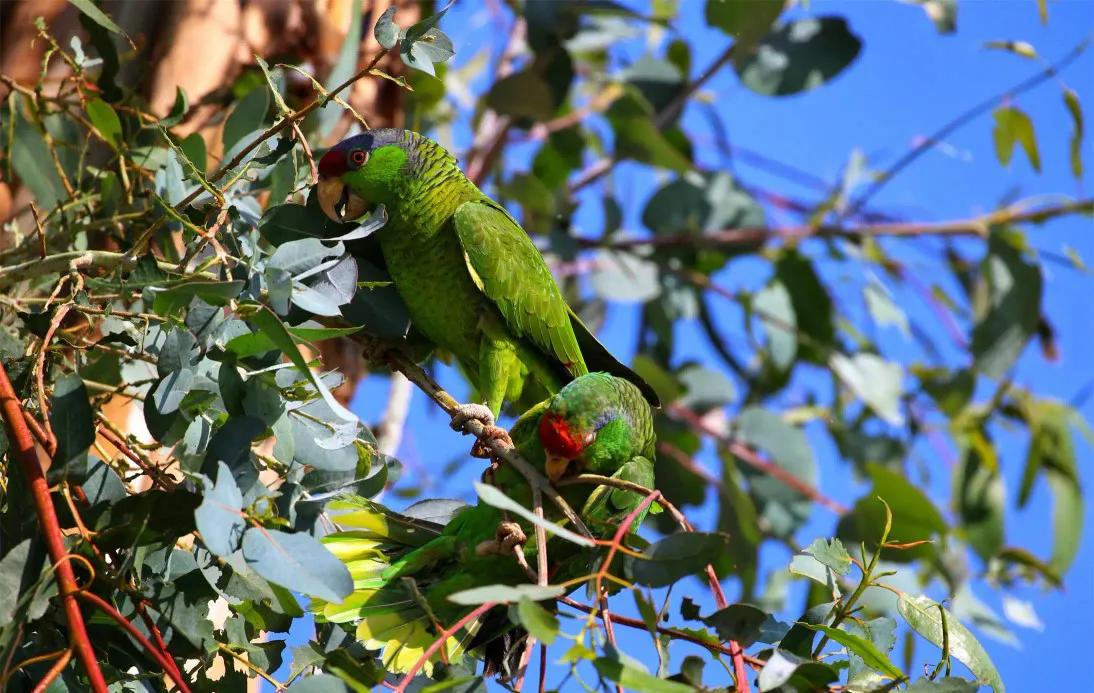 红额鹦鹉讲话,蓝色经典鹦鹉品种图片欣赏