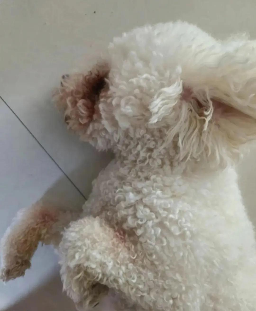 狗皮肤病的治疗方法有哪些,狗皮肤病怎么治视频