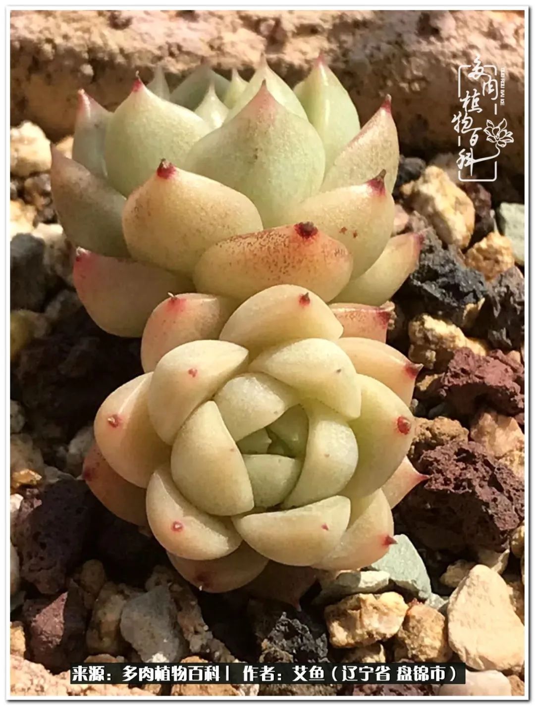 养多肉的意外之喜,养了五年的多肉就剩这几个