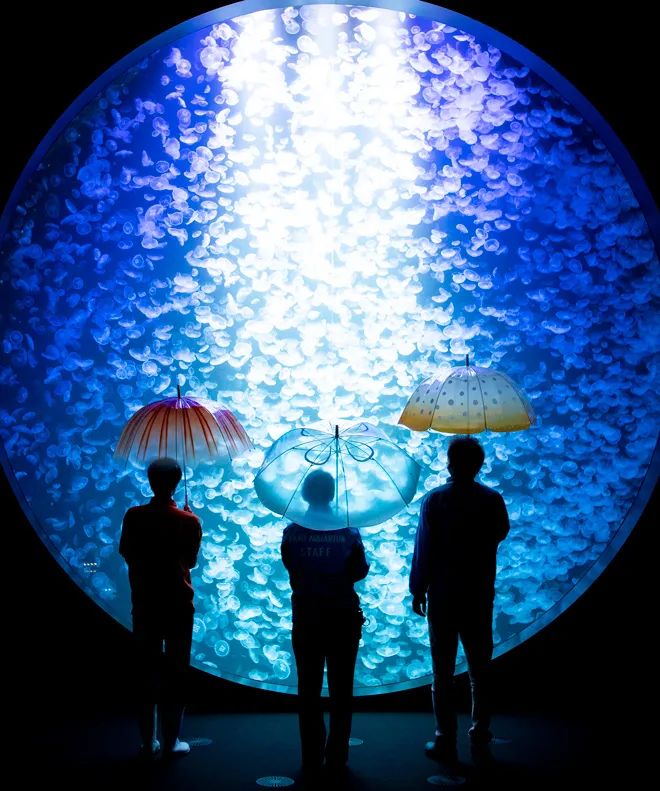 1万块钱可以买小雨伞吗,1万元以下雨伞