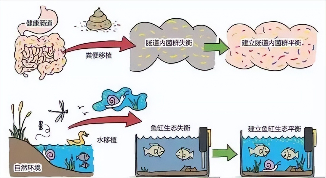 人的粪便可以治病吗,人体粪便能治病吗