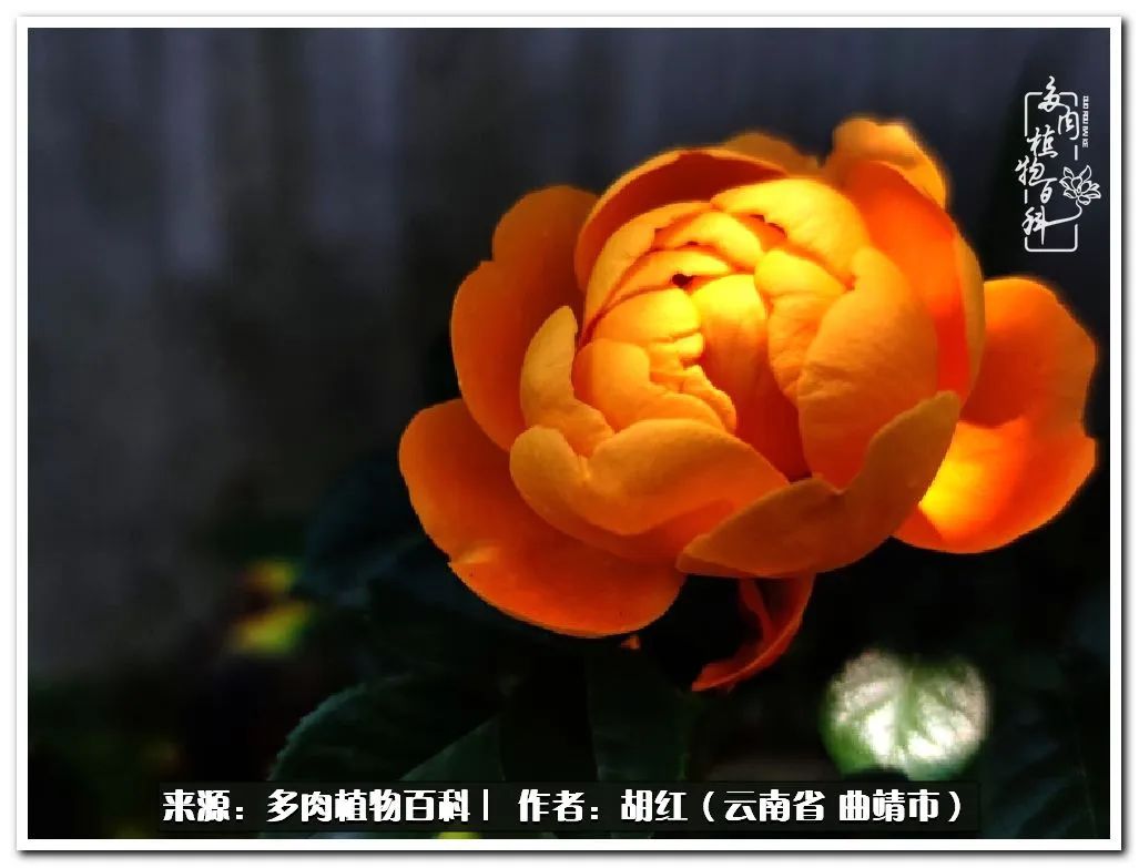 多肉植物里的糖,多肉生活的调味剂