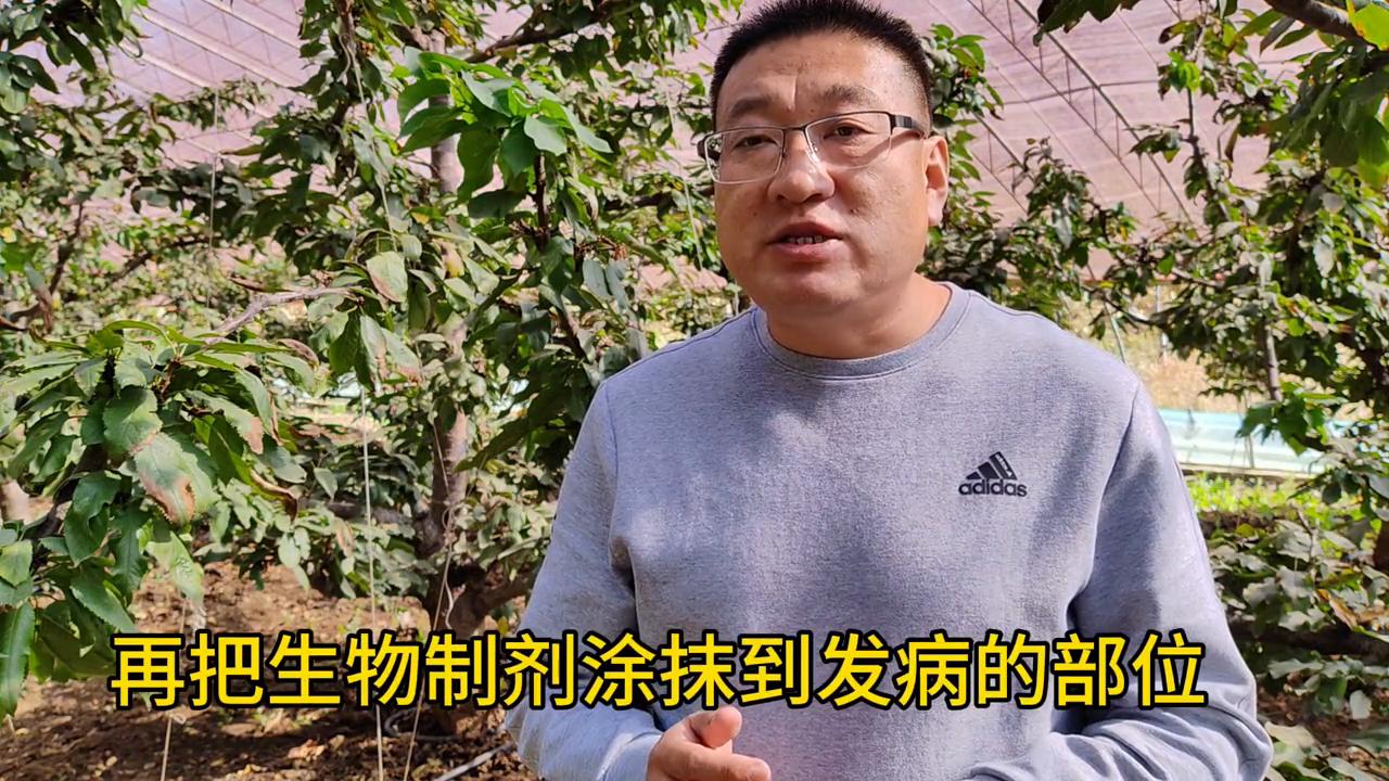 亿农美科土菌净,亿农美科生根菌剂