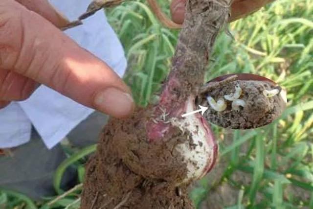 大蒜天然抗生素健康守护神,大蒜最佳高产药