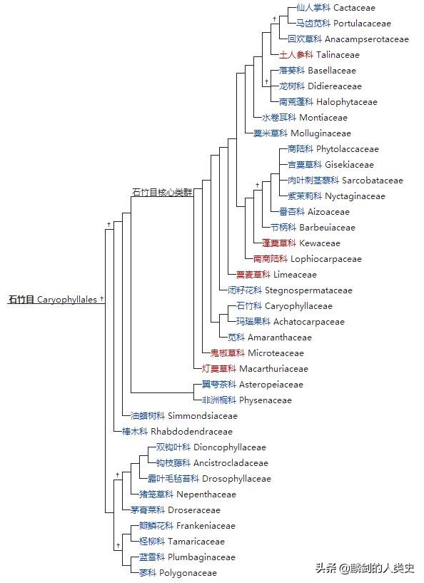 双子叶植物纲分目检索表,双子叶植物纲石竹目植物